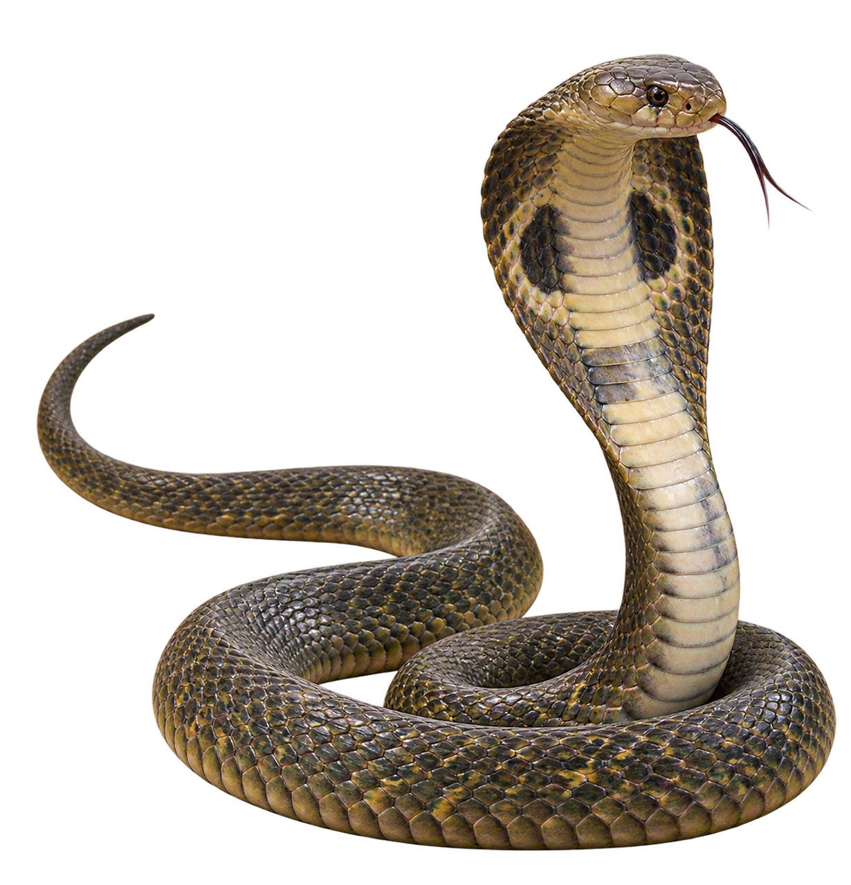 Realistic cobra snake